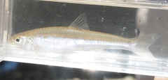 Notropis stramineus