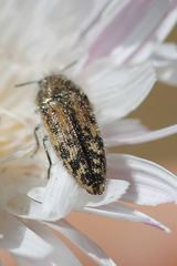 Acmaeodera hepburnii