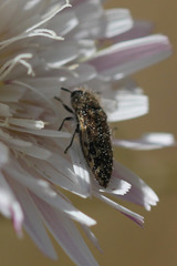 Acmaeodera hepburnii