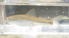 Notropis stramineus