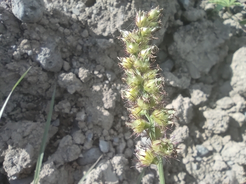 Cenchrus echinatus image