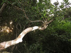 Robsonodendron eucleiforme