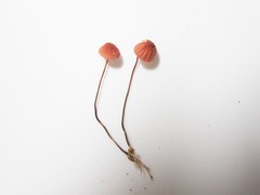 Marasmius bellipes