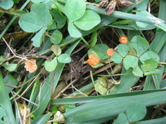 Marasmius curreyi