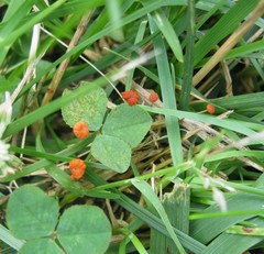 Marasmius curreyi