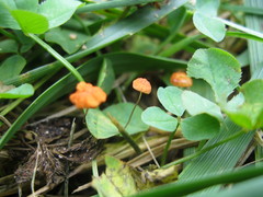 Marasmius curreyi