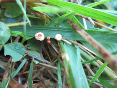 Marasmius curreyi