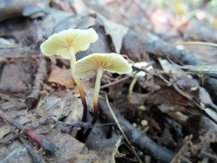 Marasmius delectans