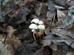 Marasmius delectans
