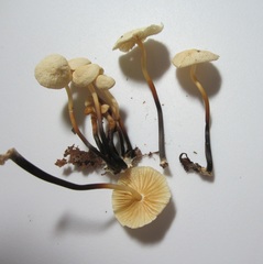Marasmius delectans