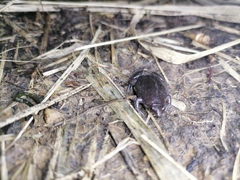 Elachistocleis nigrogularis