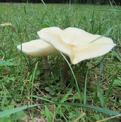 Melanoleuca alboflavida