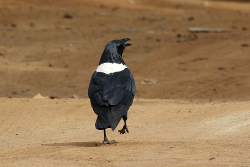 Pied Crow