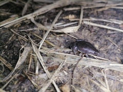 Elachistocleis nigrogularis