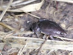 Elachistocleis nigrogularis