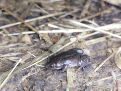 Elachistocleis nigrogularis