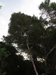 Robsonodendron eucleiforme