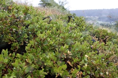 Arctostaphylos franciscana