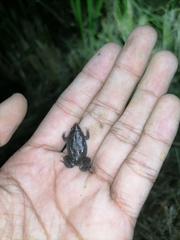 Elachistocleis nigrogularis