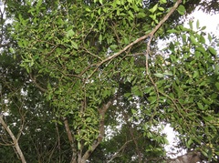 Robsonodendron eucleiforme