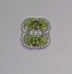 Cosmarium pseudoornatum