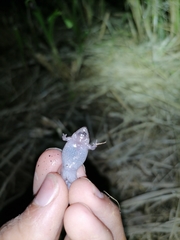 Elachistocleis nigrogularis