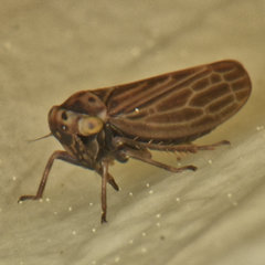 Agallia quadripunctata