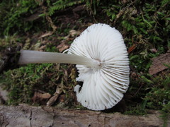 Mycena niveipes