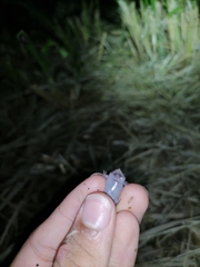 Elachistocleis nigrogularis