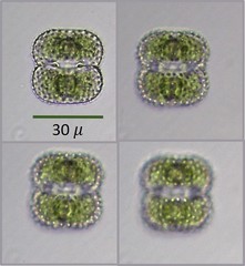 Cosmarium pseudoornatum