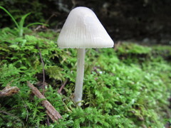 Mycena niveipes