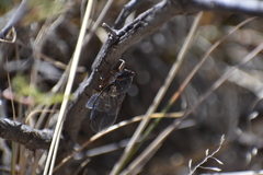 Hadoa chiricahua