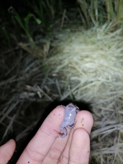Elachistocleis nigrogularis