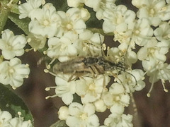 Analeptura