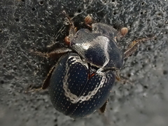 Germarostes globosus