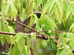 Chloropsis cyanopogon