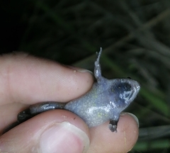 Elachistocleis nigrogularis