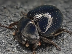 Germarostes globosus