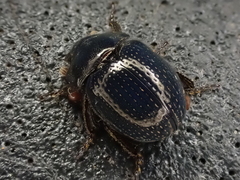 Germarostes globosus