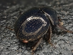 Germarostes globosus