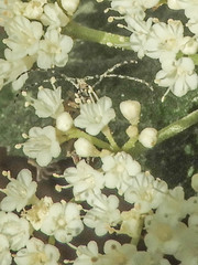 Analeptura
