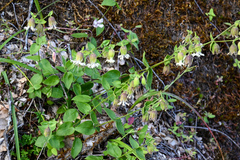 Silene campanulata