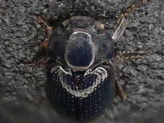 Germarostes globosus