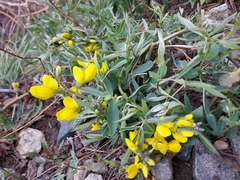 Thermopsis divaricarpa