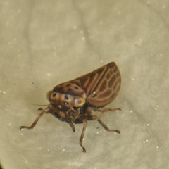 Agallia quadripunctata