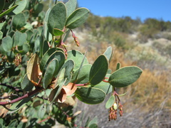 Arctostaphylos rainbowensis