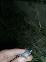 Elachistocleis nigrogularis