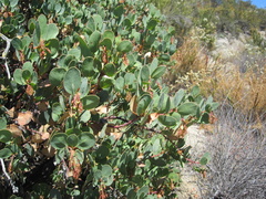 Arctostaphylos rainbowensis