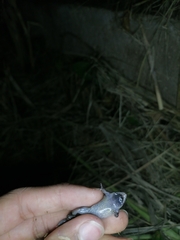 Elachistocleis nigrogularis