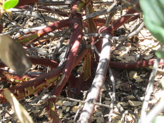 Arctostaphylos rainbowensis